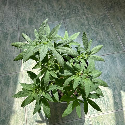Cherry pie #2 growlog timeline photo