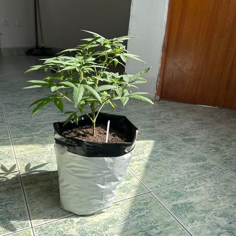 Cherry pie #2 growlog timeline photo