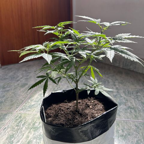 Gorilla glúe growlog timeline photo