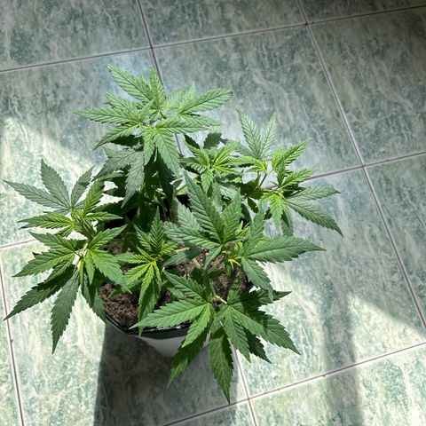 Gorilla glúe growlog timeline photo