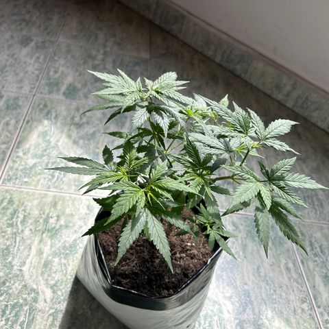 Gorilla glúe growlog timeline photo