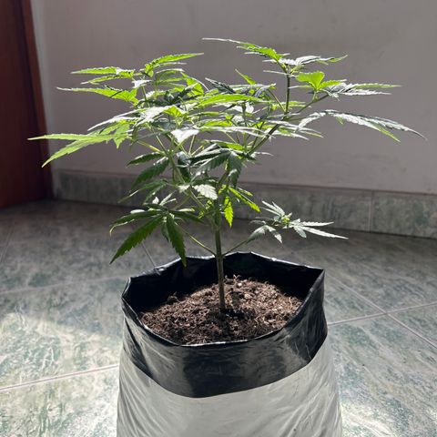 Gorilla glúe growlog timeline photo