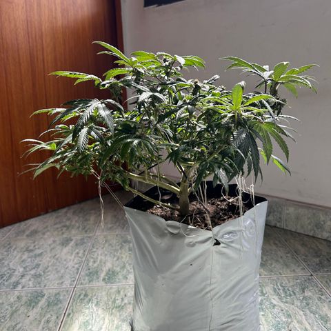 Gary’s cream  growlog timeline photo