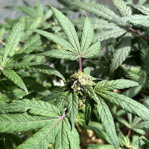 Gary’s cream  growlog timeline photo