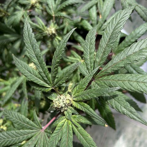 Gary’s cream  growlog timeline photo