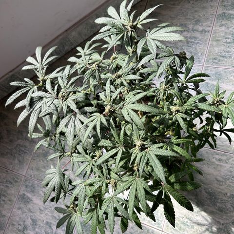 Gary’s cream  growlog timeline photo