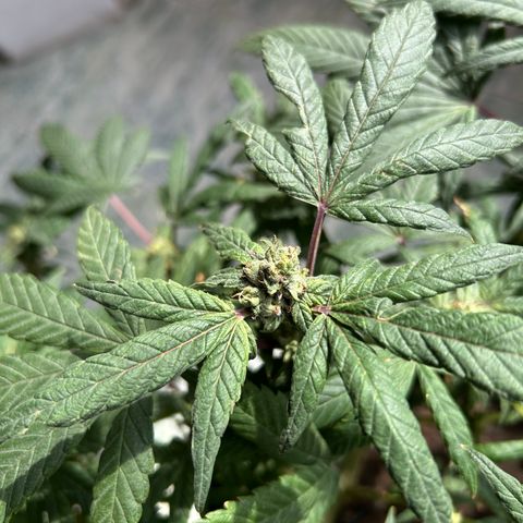 Gary’s cream  growlog timeline photo