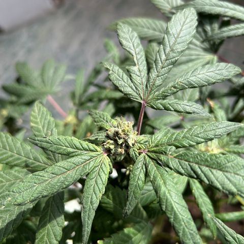 Gary’s cream  growlog timeline photo