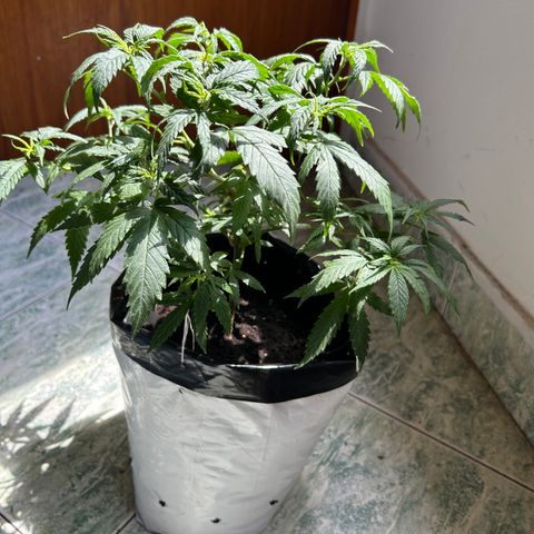 Gorilla glúe growlog timeline photo
