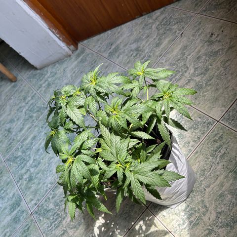Gorilla glúe growlog timeline photo