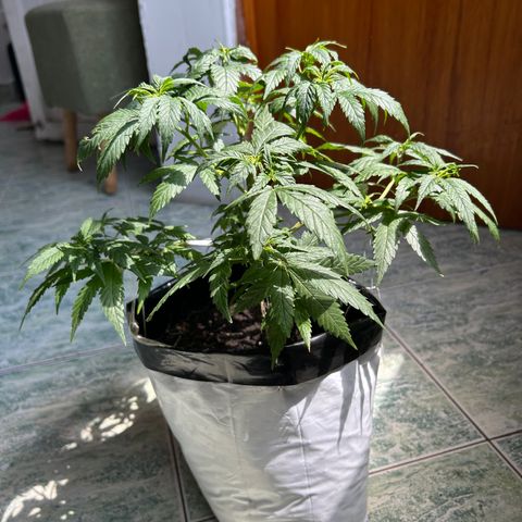 Gorilla glúe growlog timeline photo
