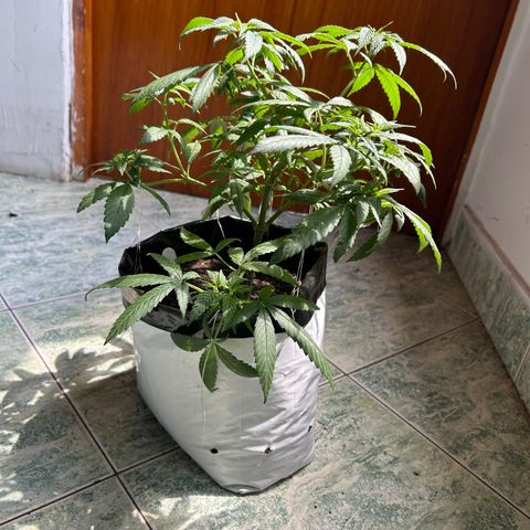 Cherry pie #2 growlog timeline photo