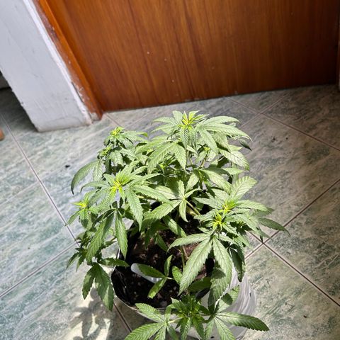 Cherry pie #2 growlog timeline photo