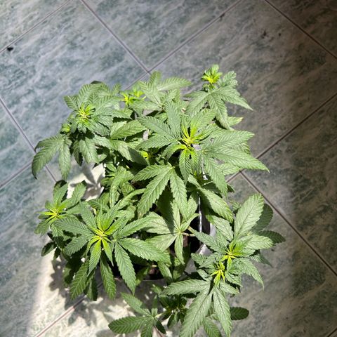 Cherry pie #2 growlog timeline photo
