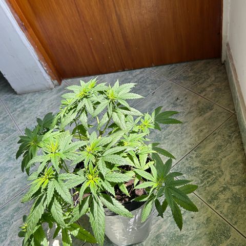 Cherry pie #1 growlog timeline photo
