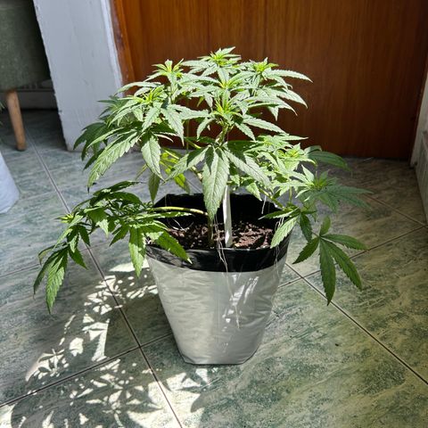 Cherry pie #1 growlog timeline photo