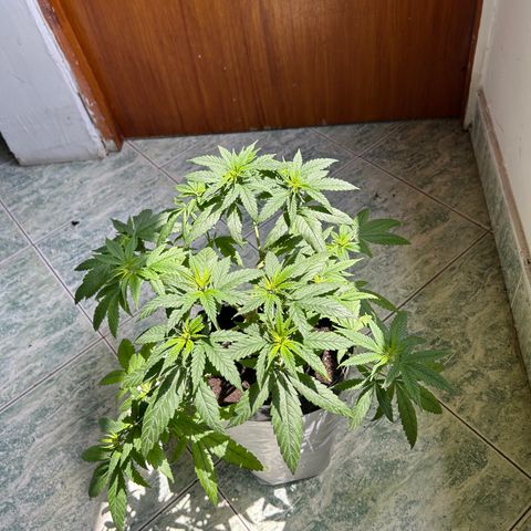 Cherry pie #1 growlog timeline photo