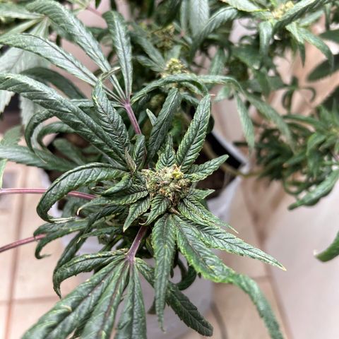 Double Burger   growlog timeline photo