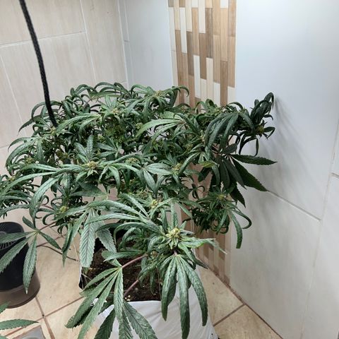 Double Burger   growlog timeline photo
