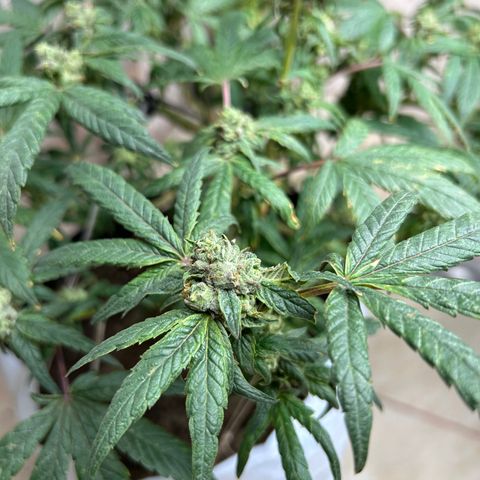 Gary’s cream  growlog timeline photo