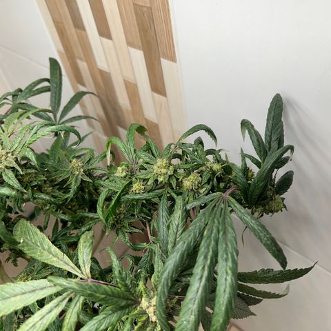 Double Burger   growlog timeline photo