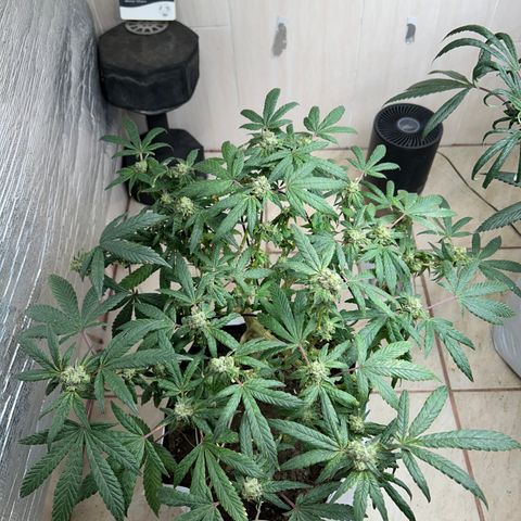 Gary’s cream  growlog timeline photo