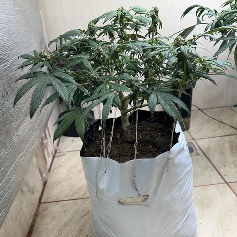Gary’s cream  growlog timeline photo
