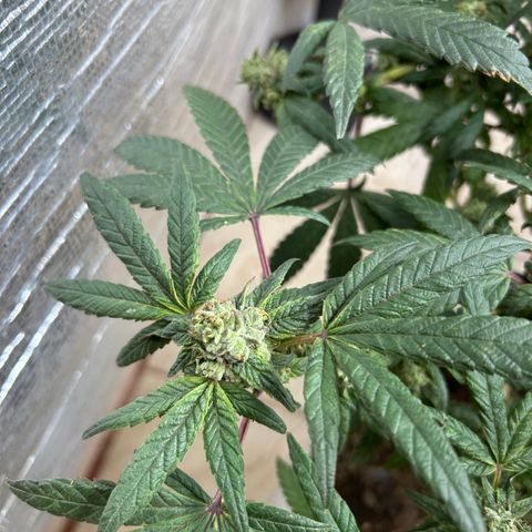 Gary’s cream  growlog timeline photo