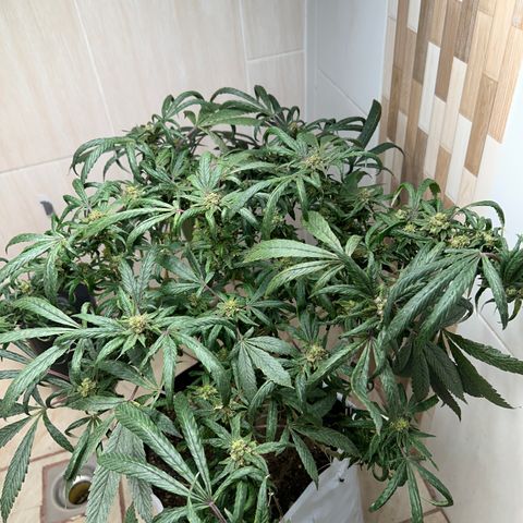 Double Burger   growlog timeline photo
