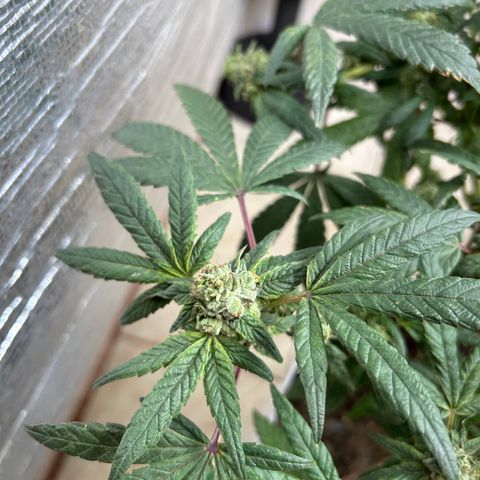 Gary’s cream  growlog timeline photo