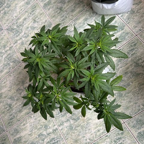 Cherry pie #1 growlog timeline photo
