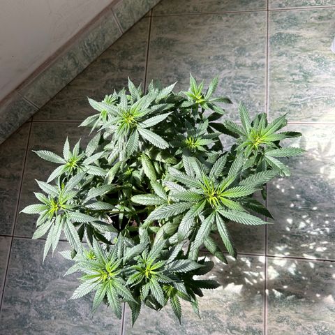 Cherry pie #2 growlog timeline photo