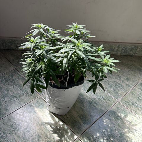 Cherry pie #2 growlog timeline photo