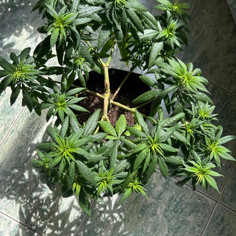 Cherry pie #1 growlog timeline photo