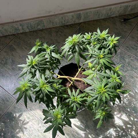 Cherry pie #1 growlog timeline photo