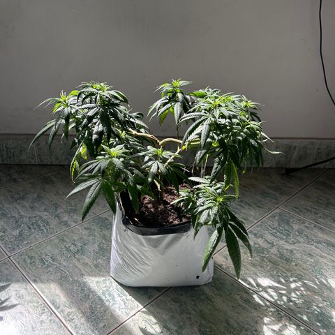 Cherry pie #1 growlog timeline photo