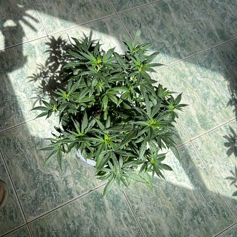 Gorilla glúe growlog timeline photo