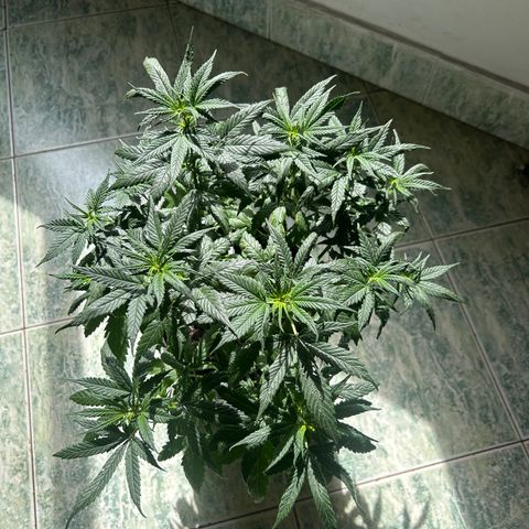 Gorilla glúe growlog timeline photo