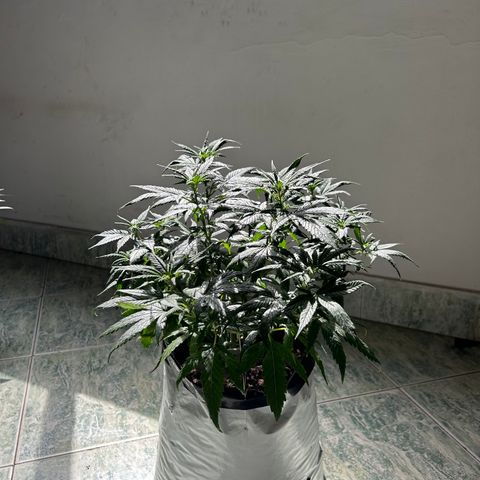 Gorilla glúe growlog timeline photo