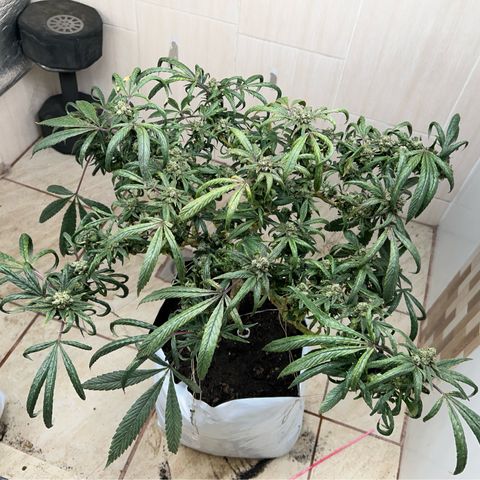 Double Burger   growlog timeline photo
