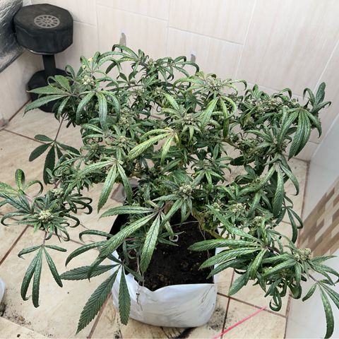 Double Burger   growlog timeline photo
