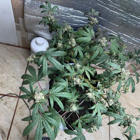 Gary’s cream  growlog timeline photo