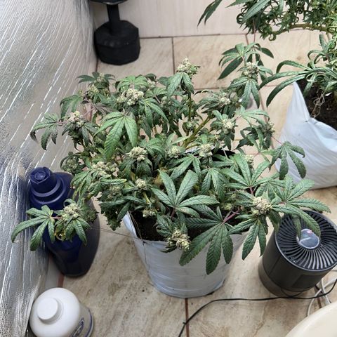 Gary’s cream  growlog timeline photo