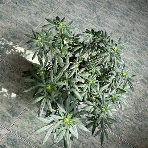 Cherry pie #2 growlog timeline photo