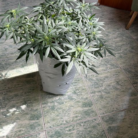 Cherry pie #2 growlog timeline photo