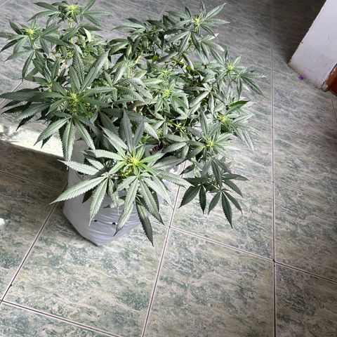 Cherry pie #2 growlog timeline photo