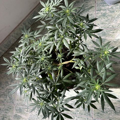 Cherry pie #1 growlog timeline photo