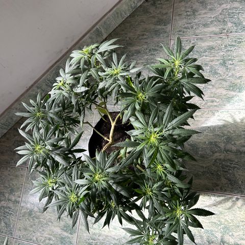 Cherry pie #1 growlog timeline photo