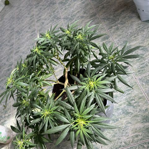 Cherry pie #1 growlog timeline photo