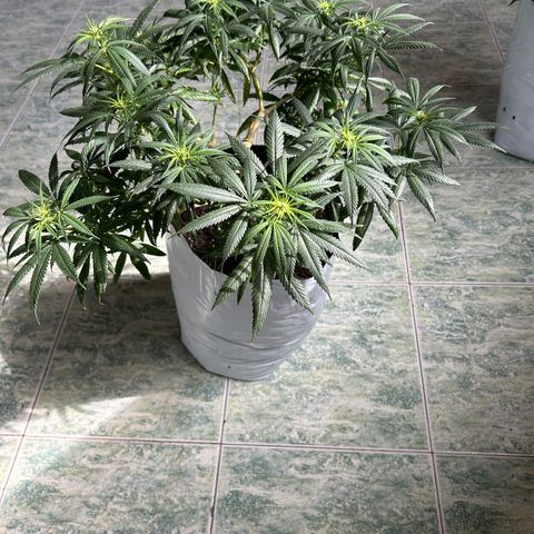 Cherry pie #1 growlog timeline photo